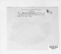 Marssonina rhabdospora image